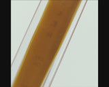Eye Oil | eye serum