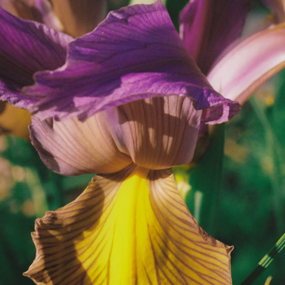 Abel Pink Iris perfume • rheine